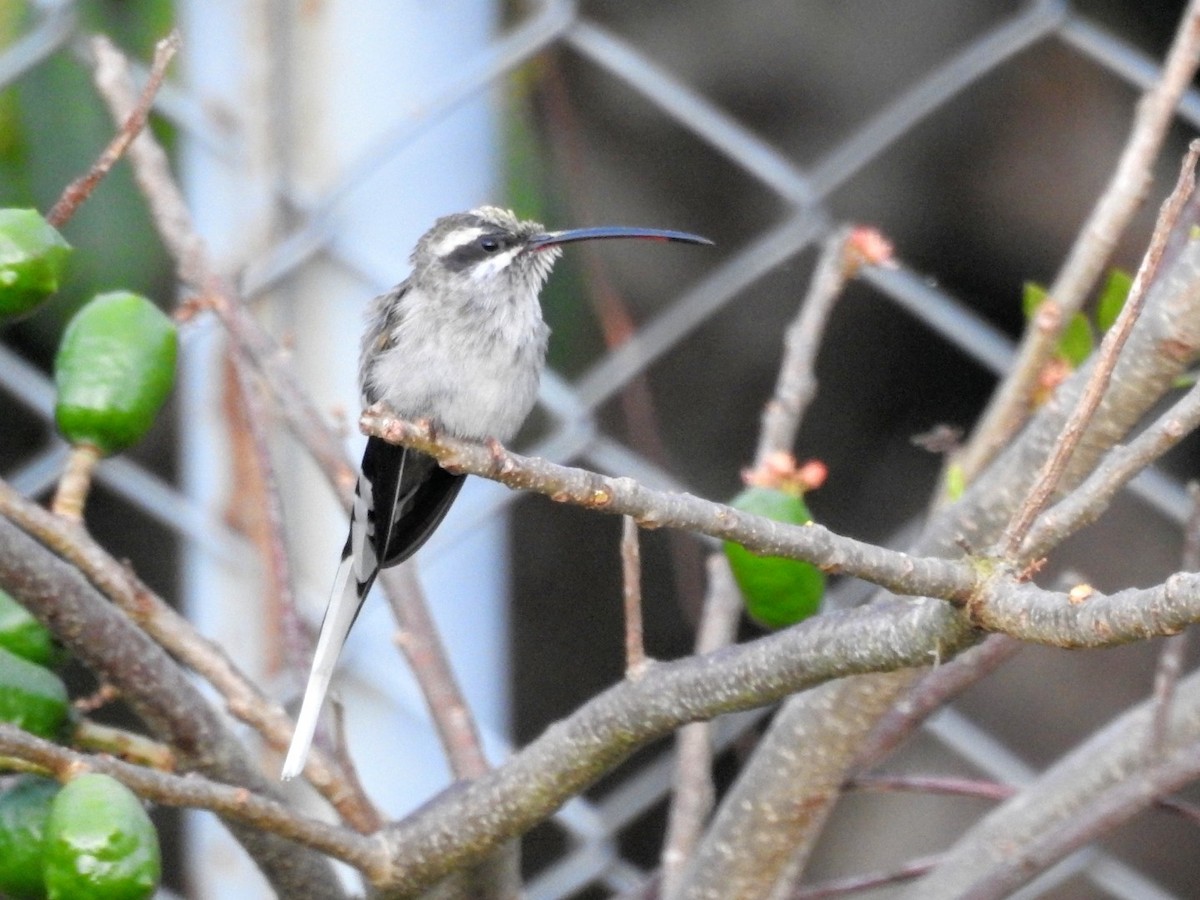 Sooty-capped Hermit - ML233875991