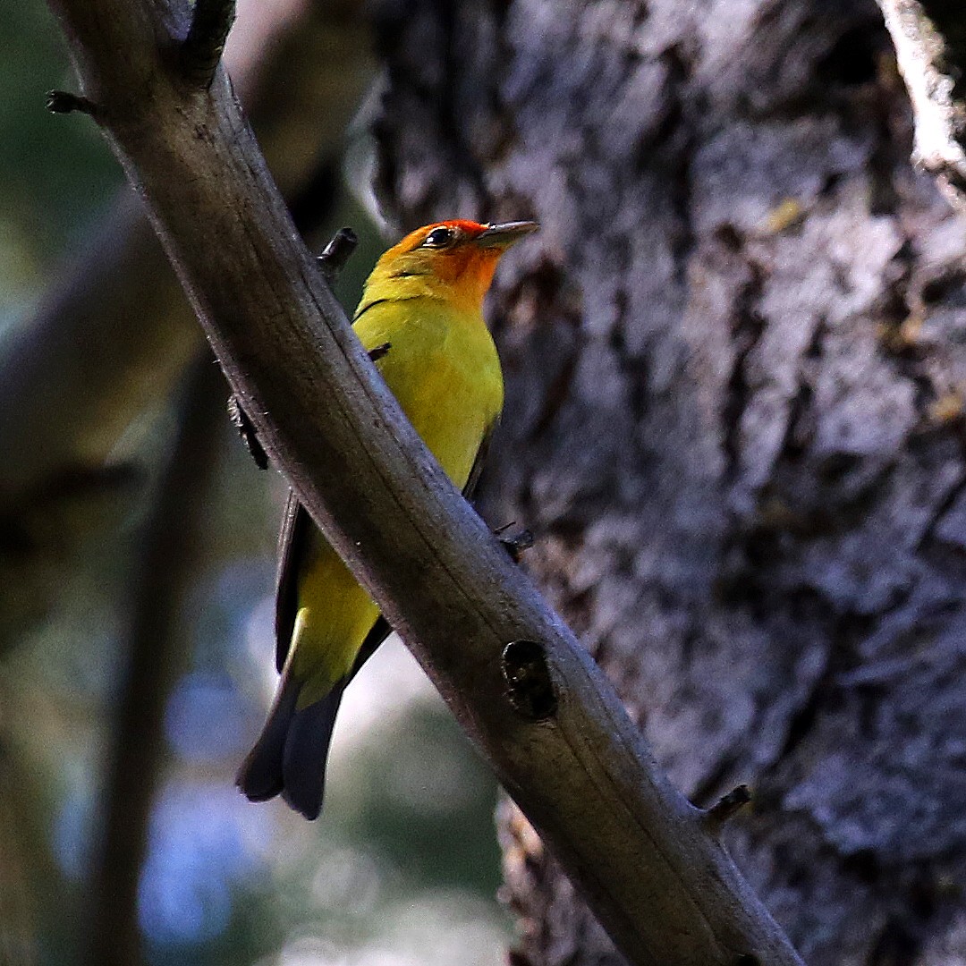 Western Tanager - ML233877421