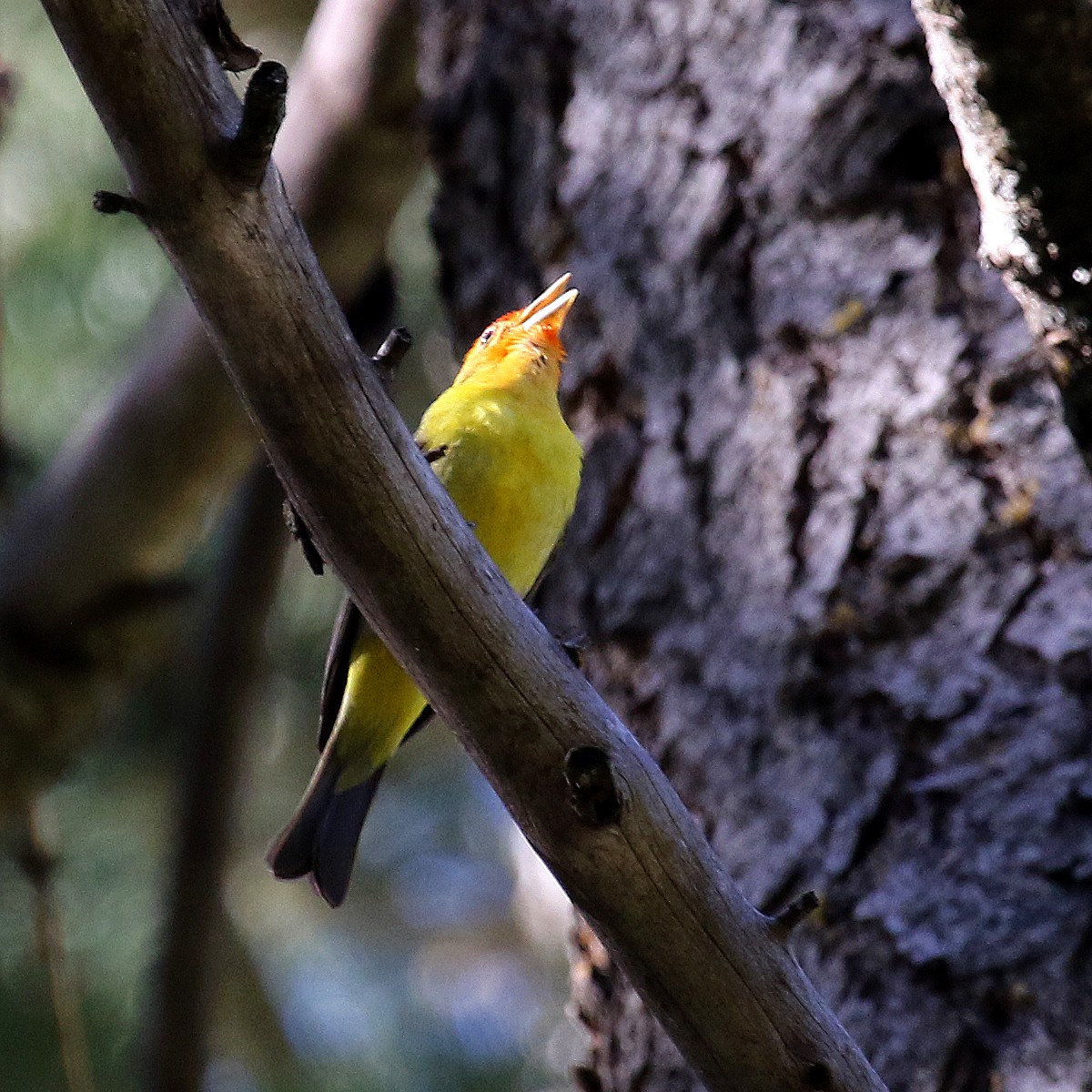 Western Tanager - ML233877621