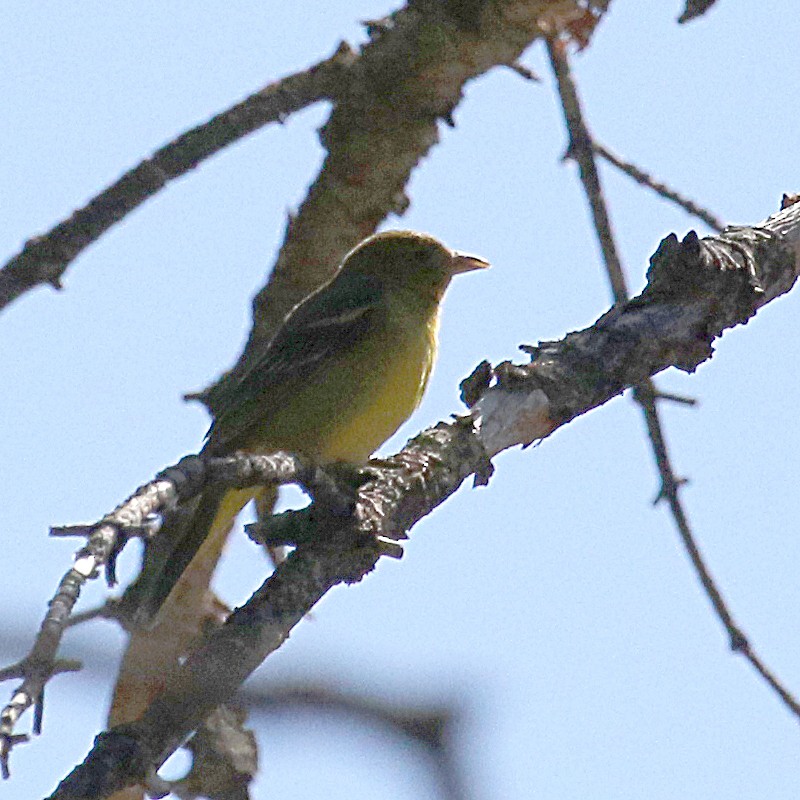Western Tanager - ML233877751