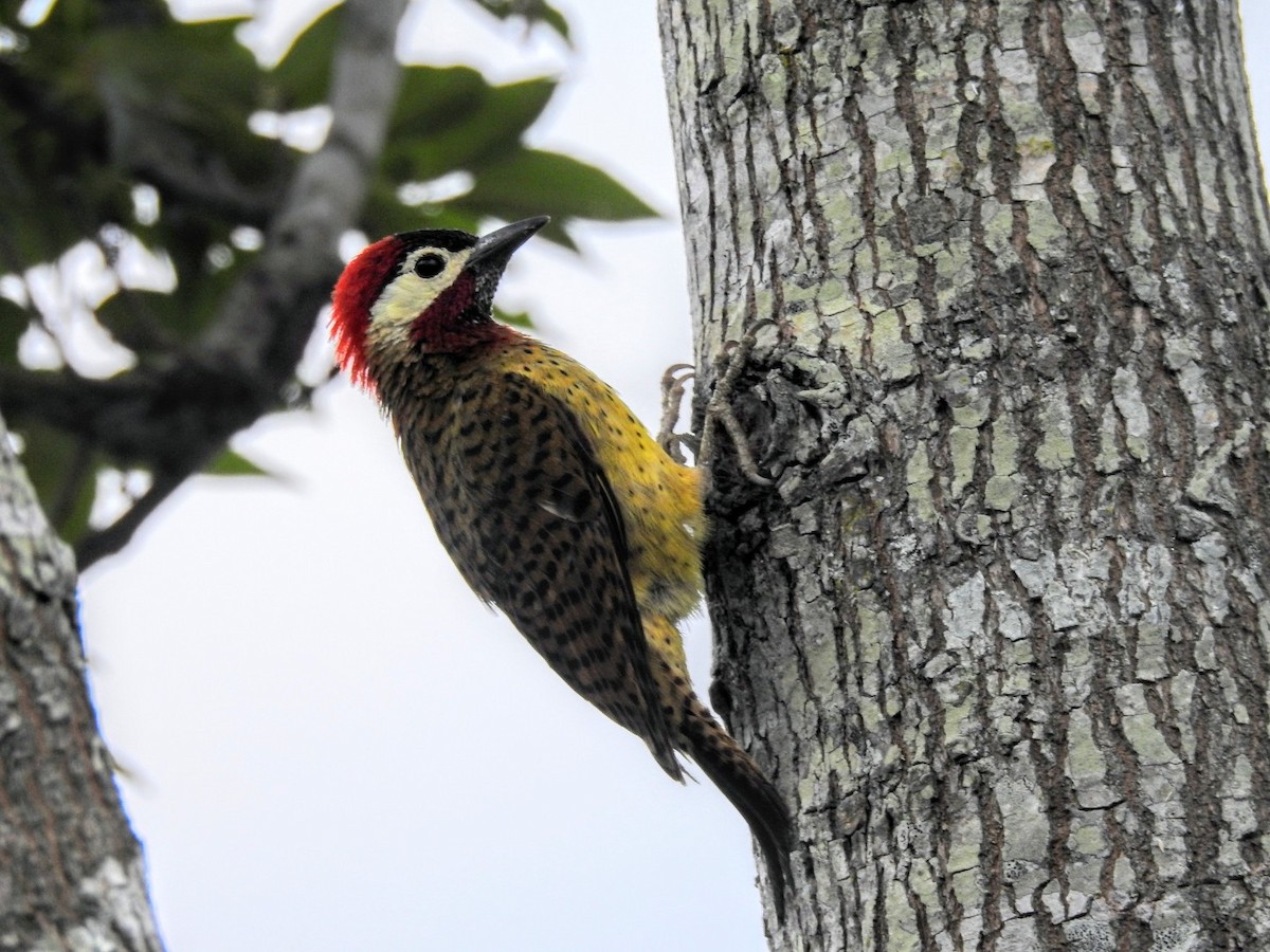 Spot-breasted Woodpecker - ML233878671