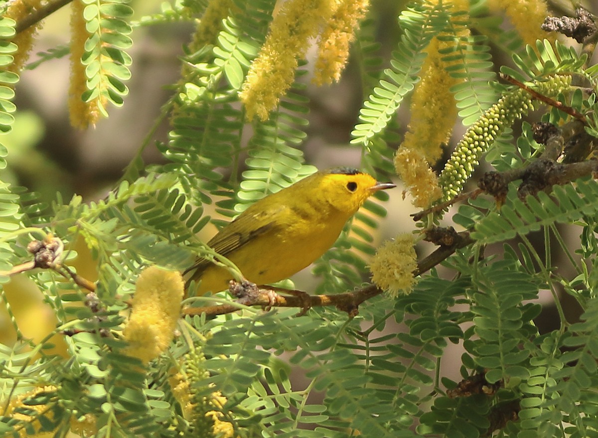 Wilson's Warbler - Patricia Isaacson