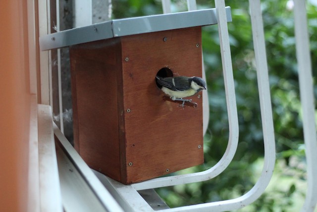 Nestling leaving the nest box. - Great Tit - 