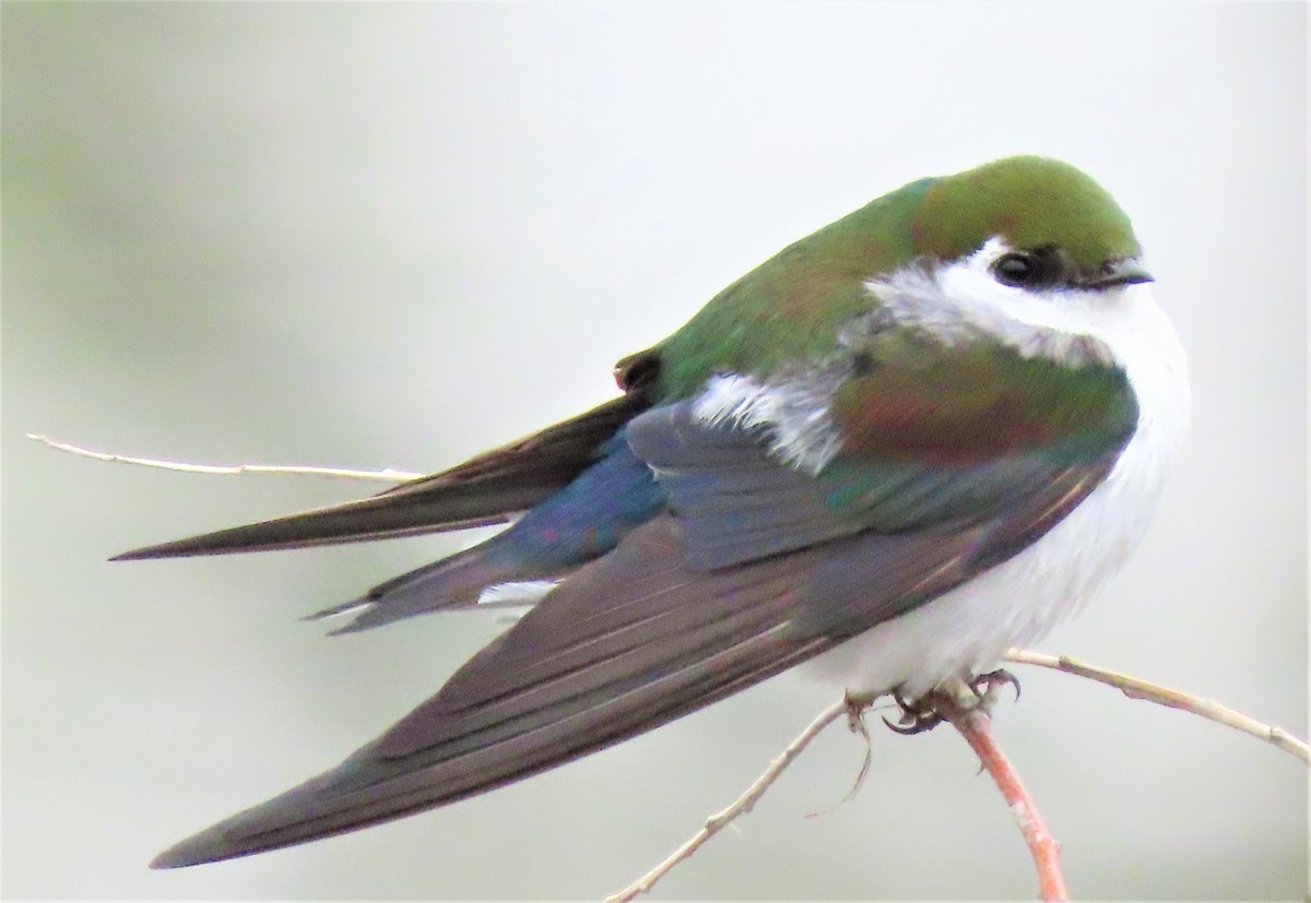 Violet-green Swallow - Jan Thom