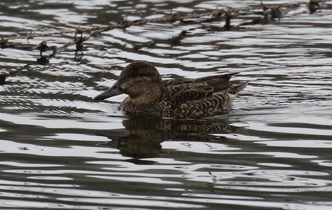 Green-winged Teal - ML23388811