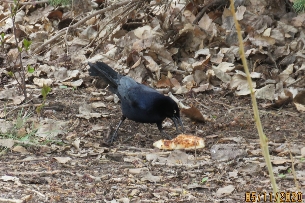 Great-tailed Grackle - ML233891581
