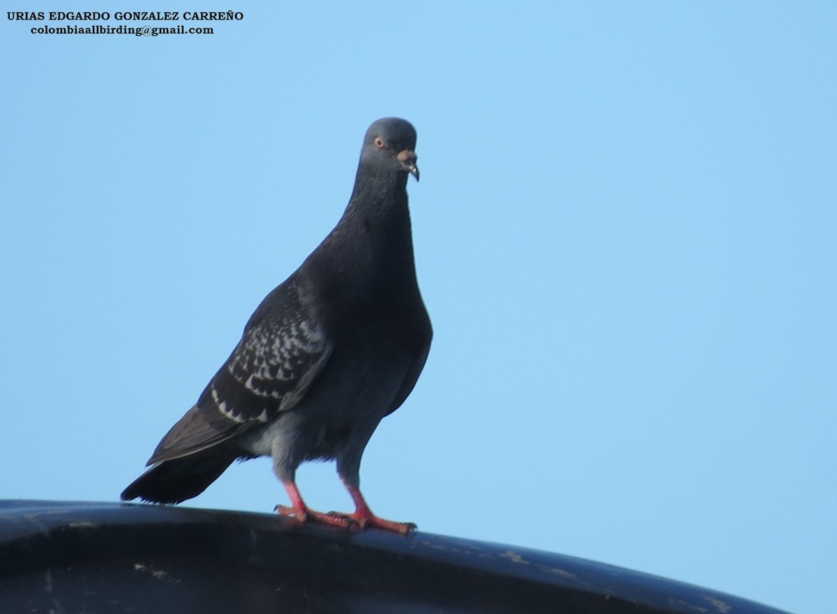 Rock Pigeon (Feral Pigeon) - Urias Edgardo  Gonzalez Carreño