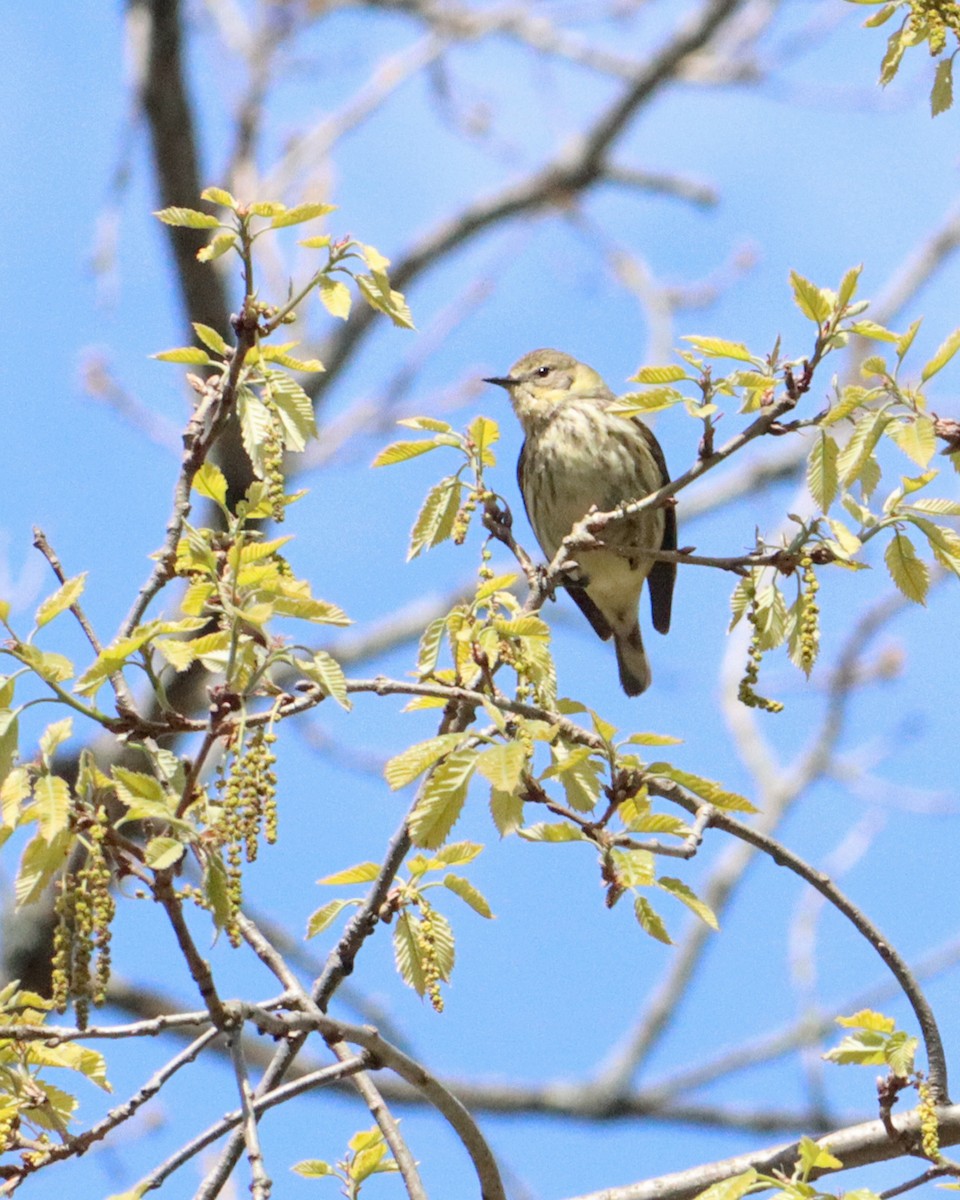 Cape May Warbler - ML233893641