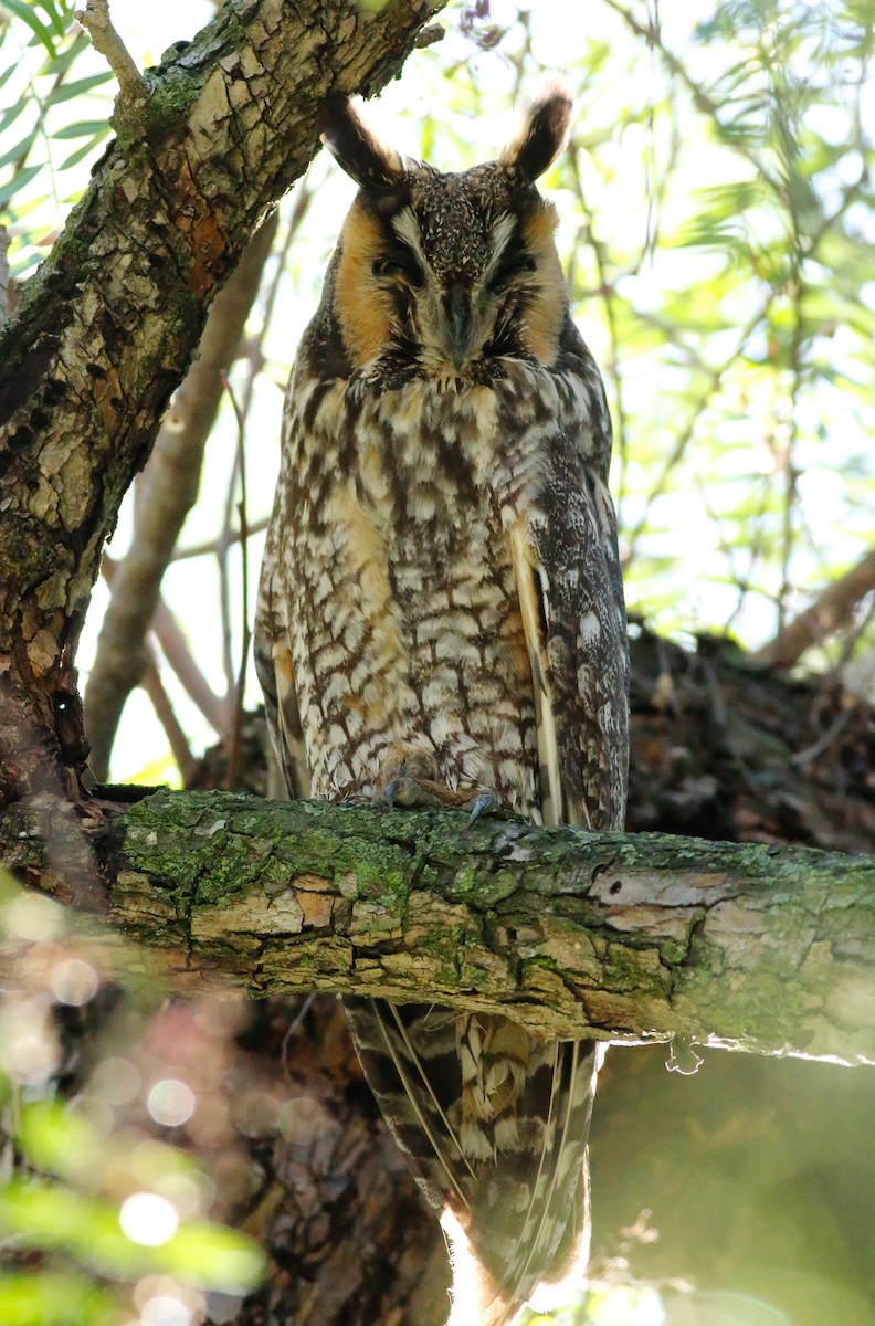 Long-eared Owl - Kirk Swenson