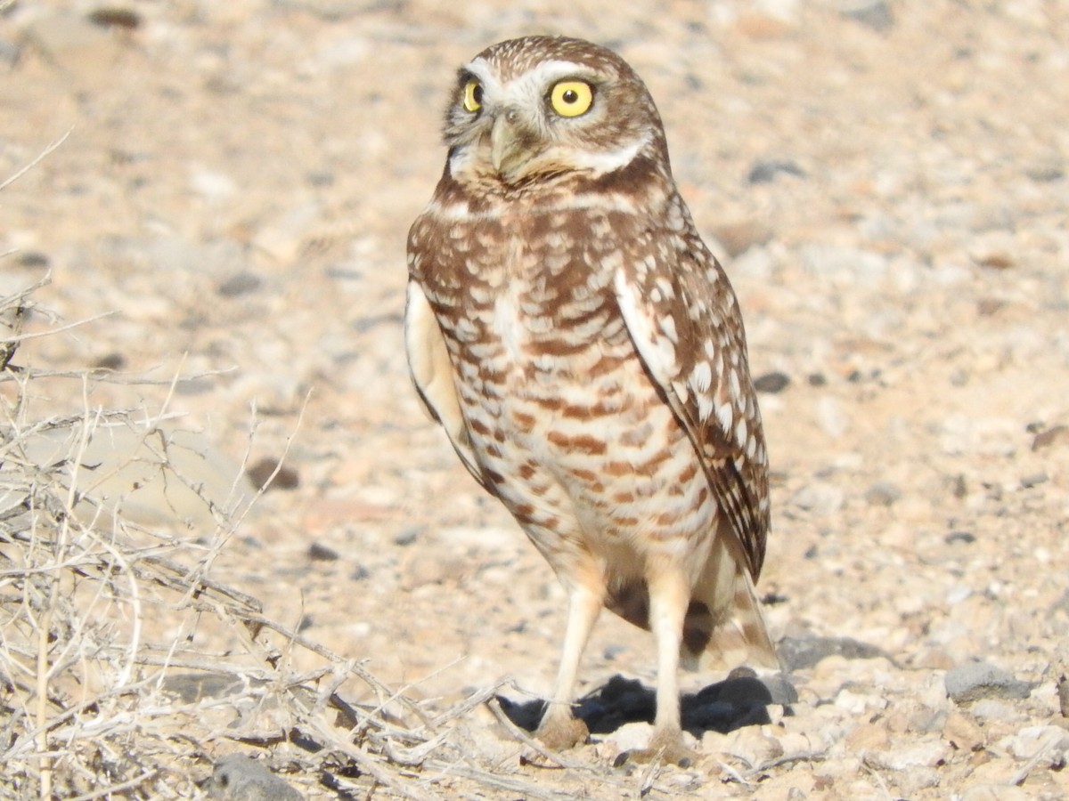 Burrowing Owl - ML23389491