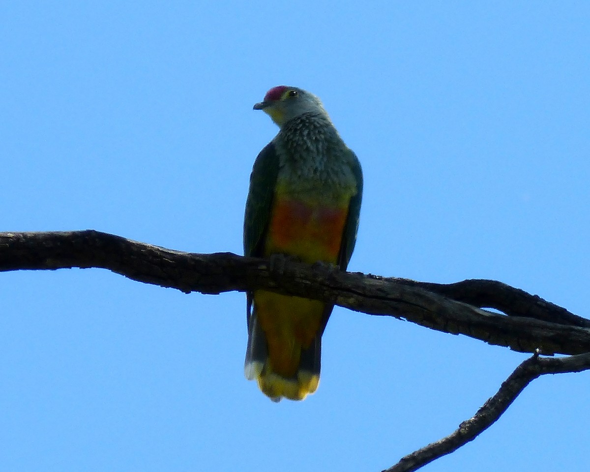 Rose-crowned Fruit-Dove - ML23390431