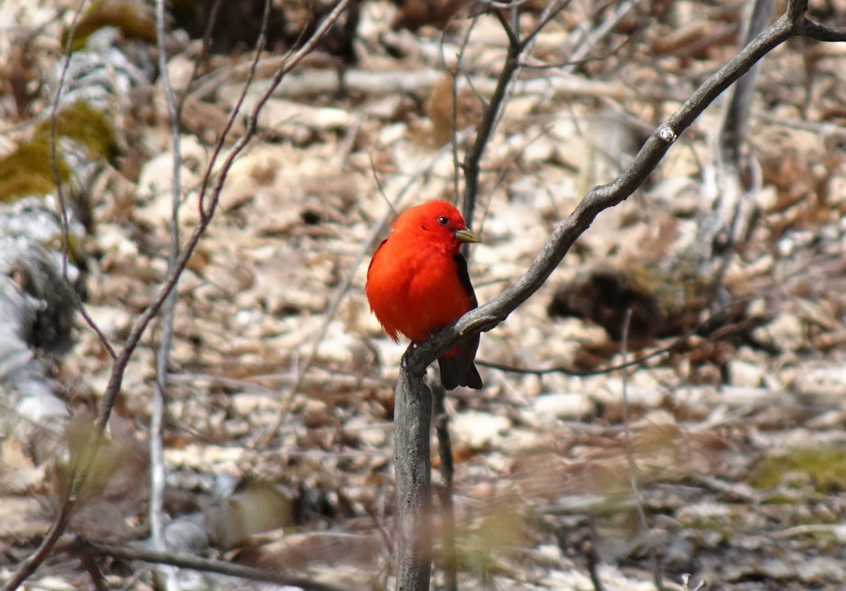 Scarlet Tanager - ML233904611