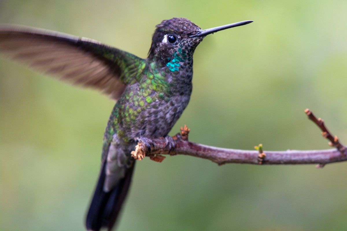 Talamanca Hummingbird - ML233910021