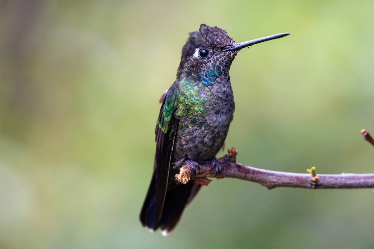 Talamanca Hummingbird - ML233910031