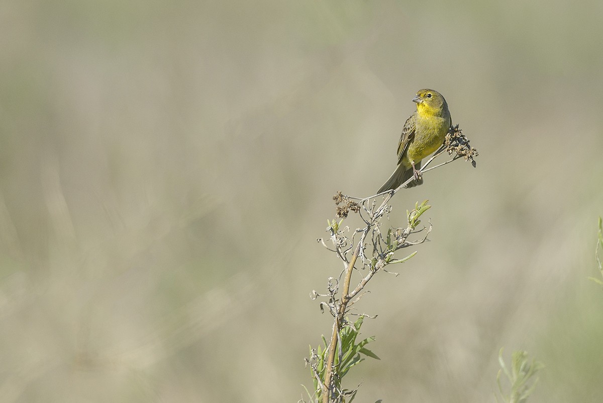 Grassland Yellow-Finch - Eduardo Navarro