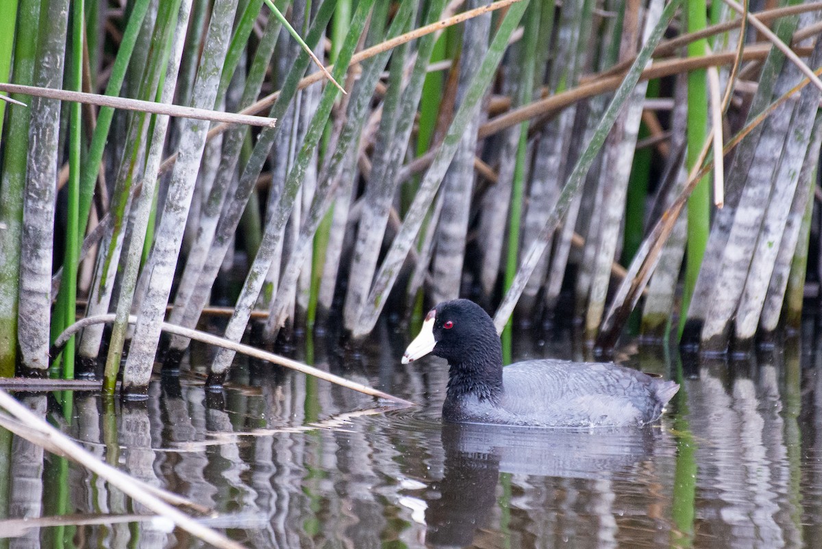 American Coot (Red-shielded) - ML233915761