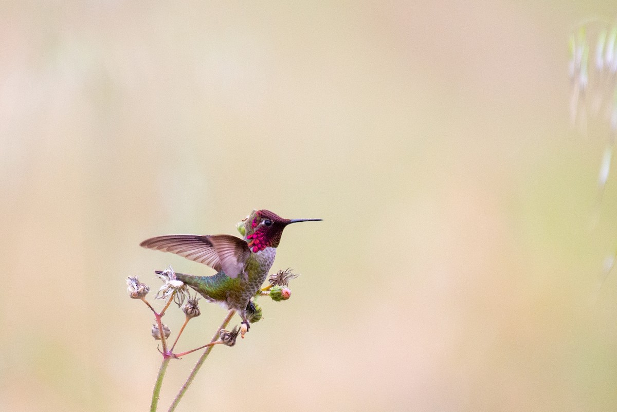 Anna's Hummingbird - ML233916471