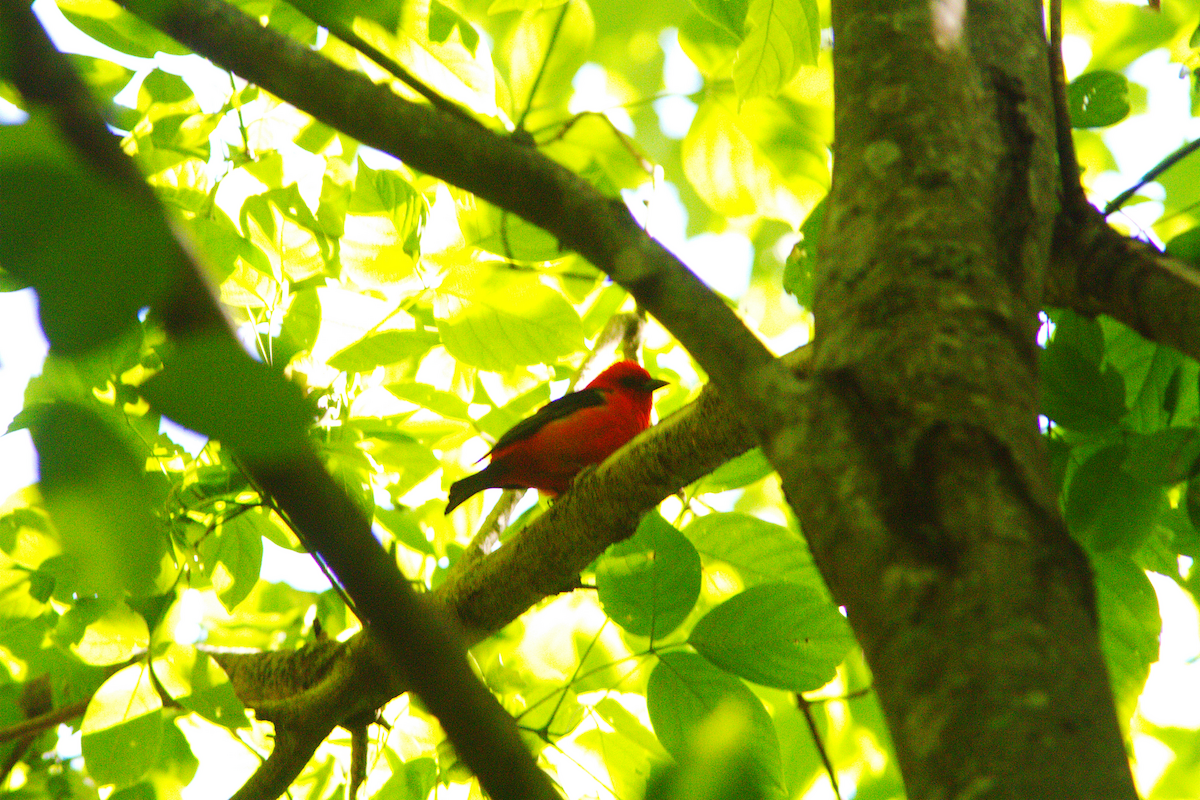 Scarlet Tanager - ML233918151