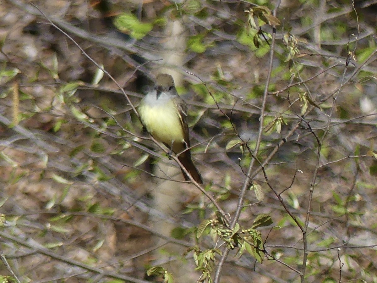 Great Crested Flycatcher - ML233918511