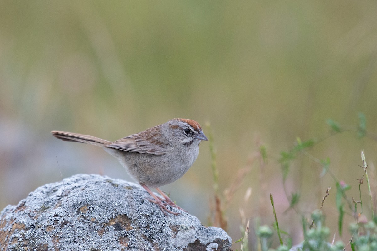 Rufous-crowned Sparrow - ML233919041
