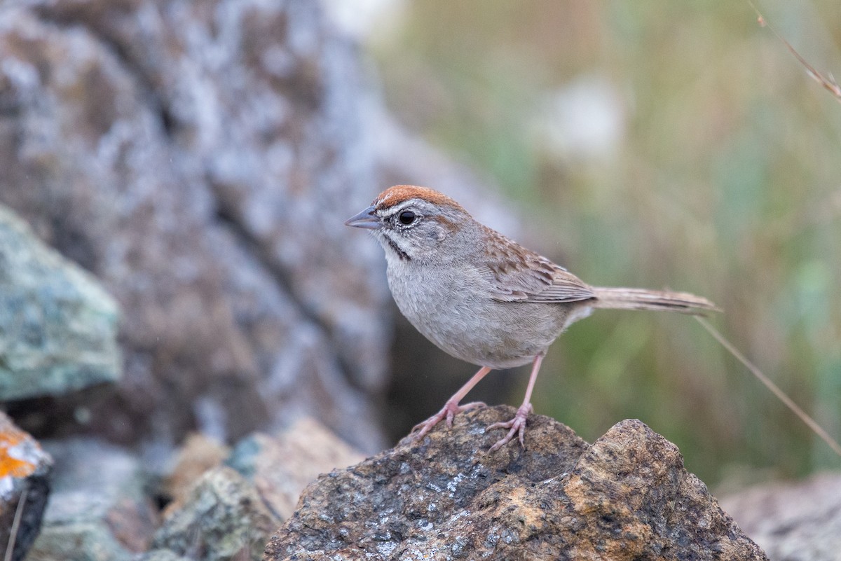 Rufous-crowned Sparrow - ML233919061