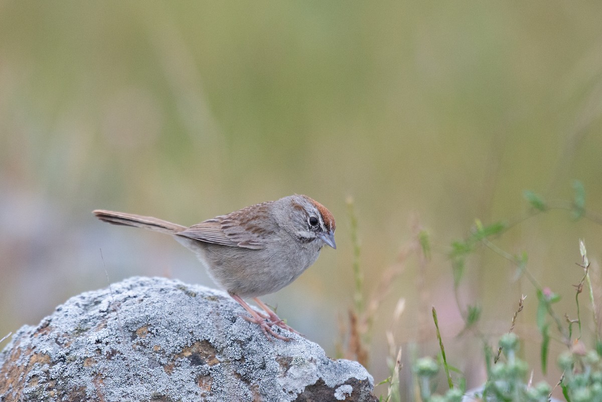 Rufous-crowned Sparrow - ML233919071