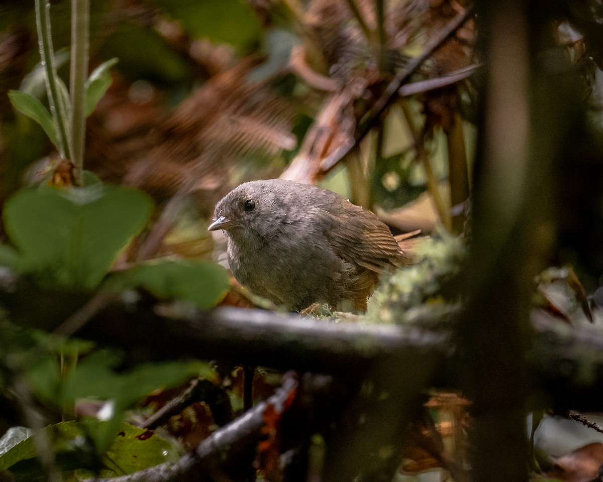 Pale-bellied Tapaculo - ML233919501