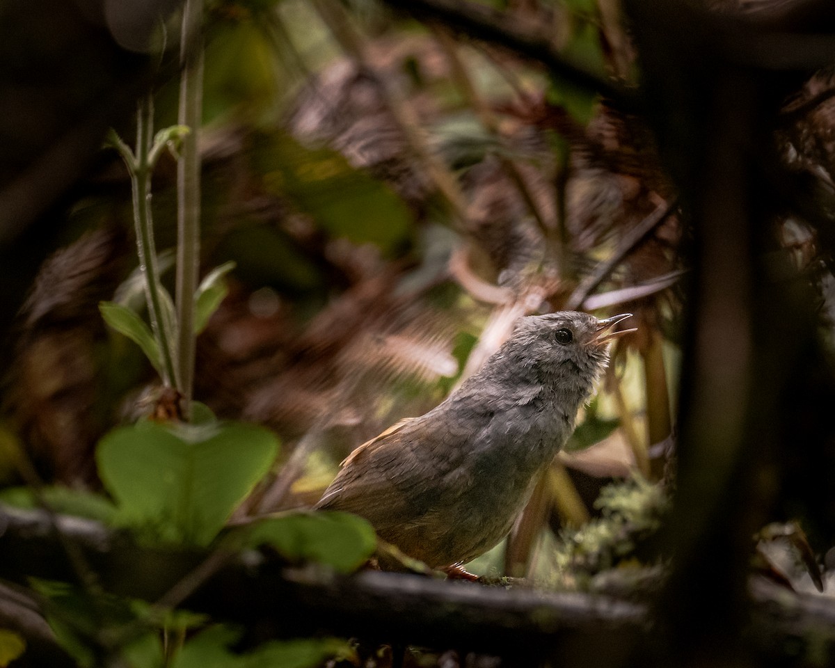 Pale-bellied Tapaculo - ML233919881