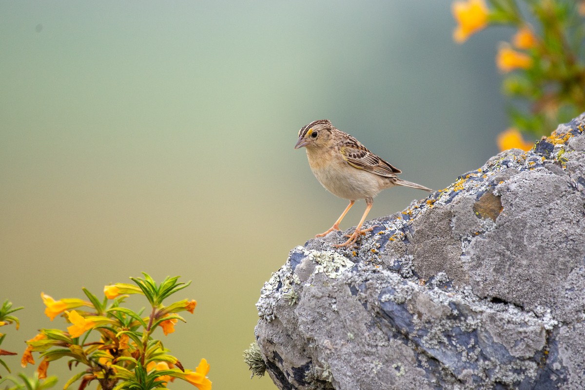 Grasshopper Sparrow - ML233921121