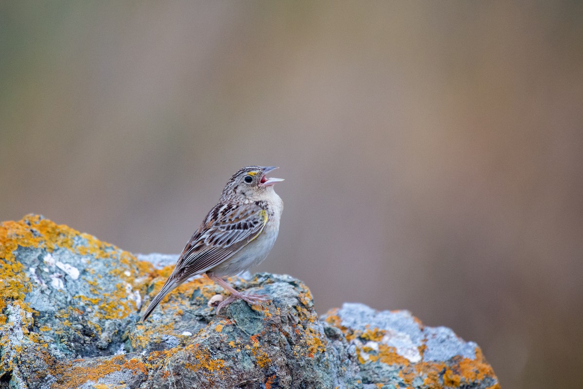 Grasshopper Sparrow - ML233921181