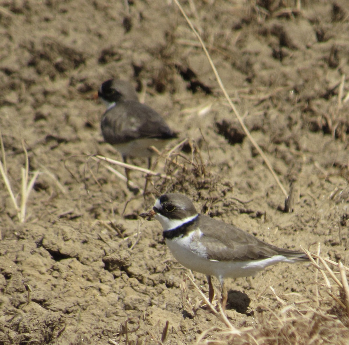 Semipalmated Plover - ML233924751