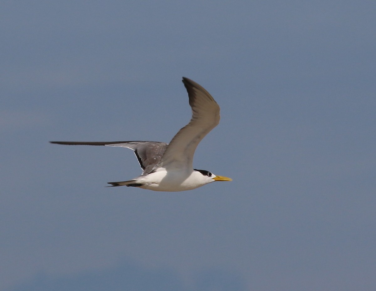 Great Crested Tern - ML23392661