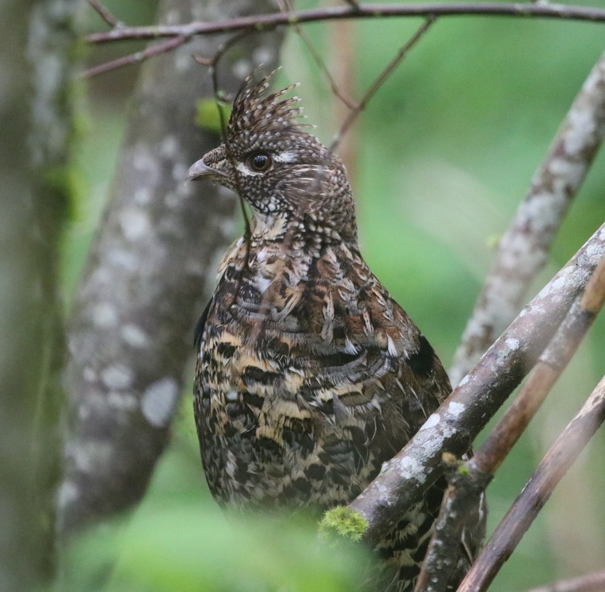 Ruffed Grouse - Isaiah Nugent