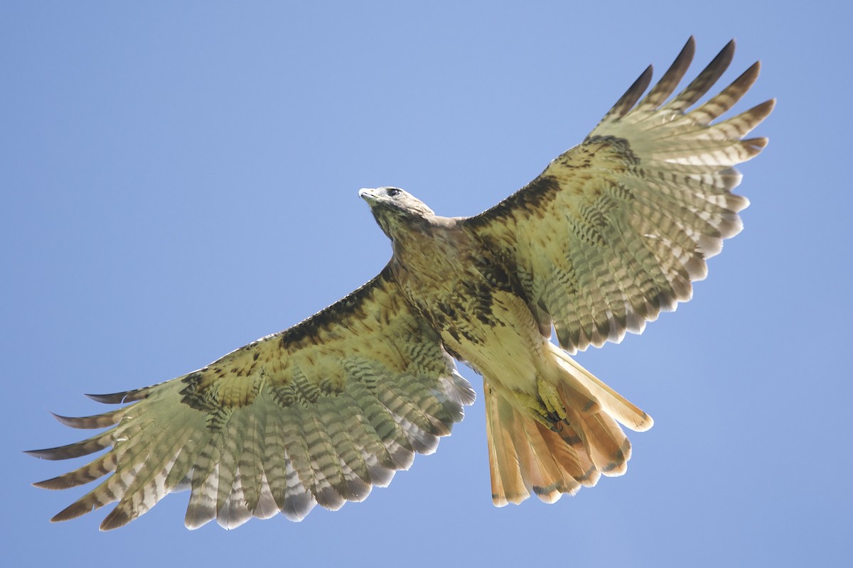 Red-tailed Hawk (umbrinus) - Owen Strickland