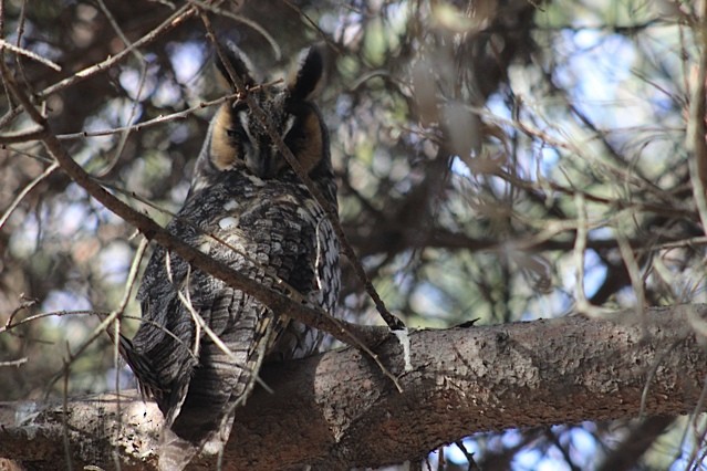 Long-eared Owl - ML23393371