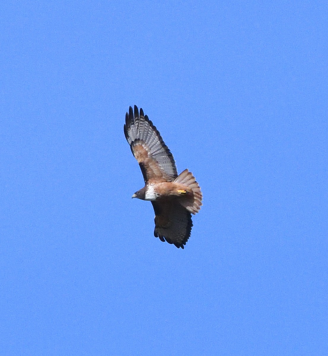 Red-tailed Hawk (costaricensis) - Woody Gillies