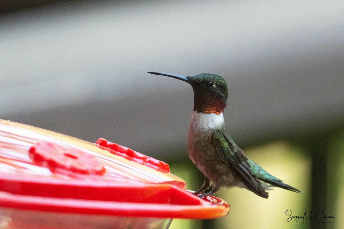 Ruby-throated Hummingbird - ML233935841