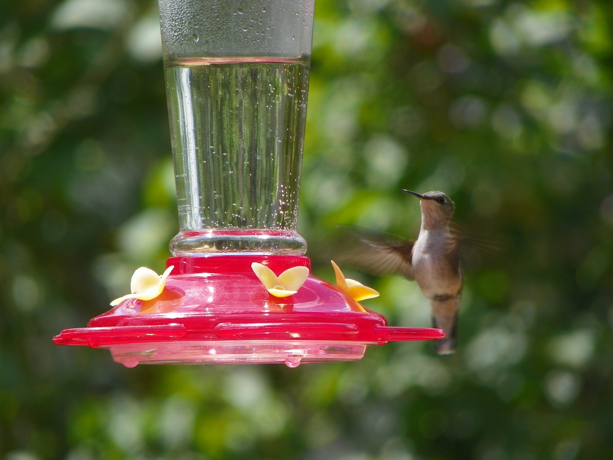 Ruby-throated Hummingbird - Kristina Clapper