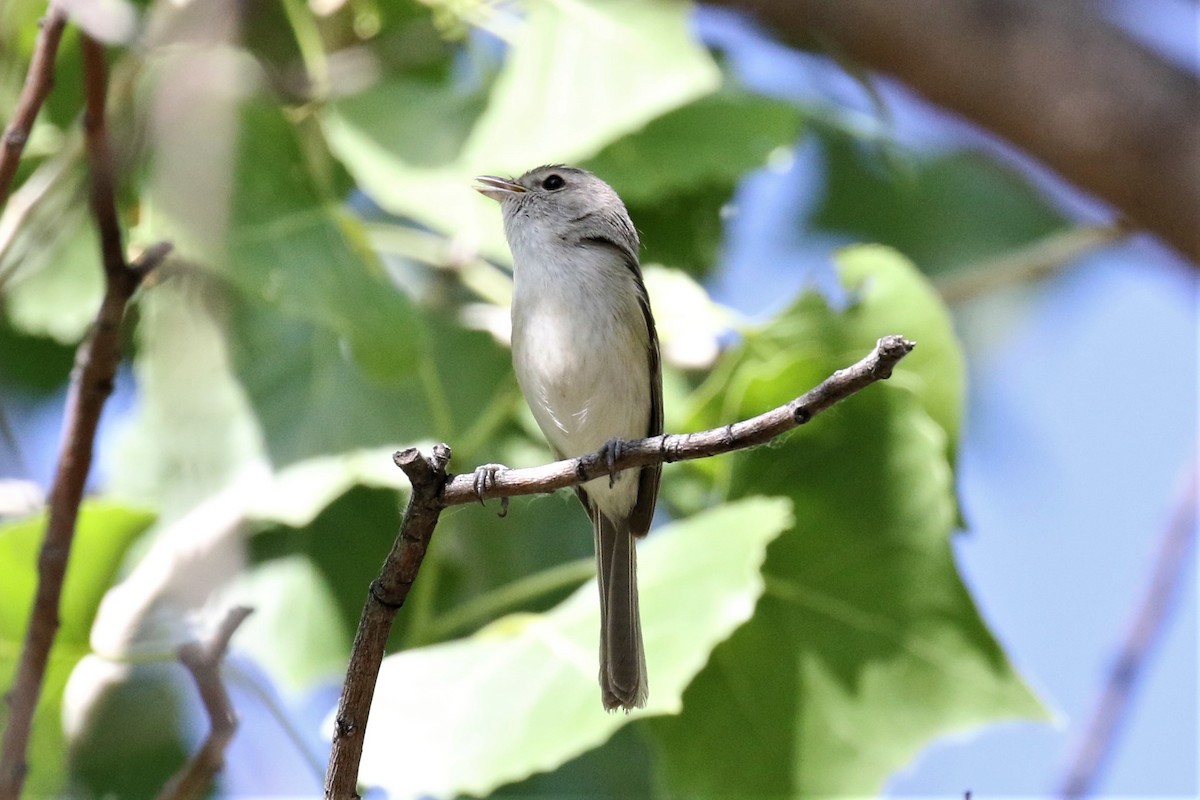 Bell's Vireo - 🦉Max Malmquist🦉