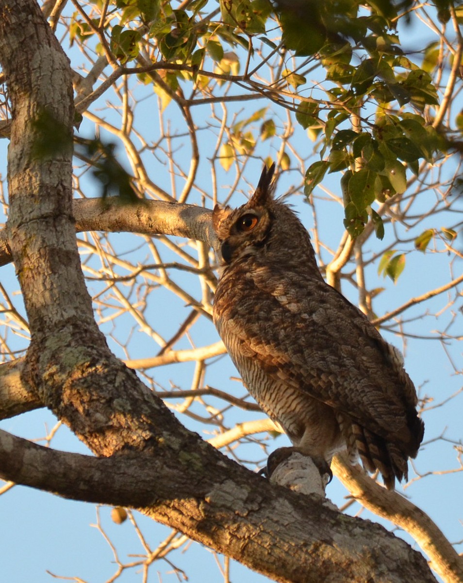 Great Horned Owl - ML233941811