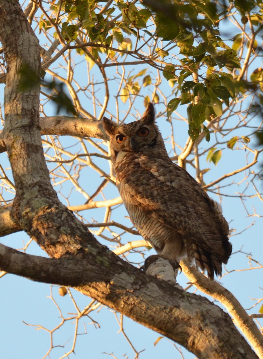 Great Horned Owl - ML233941901