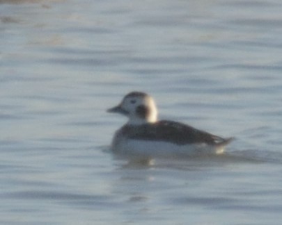 Long-tailed Duck - ML23395011
