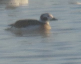 Long-tailed Duck - ML23395021