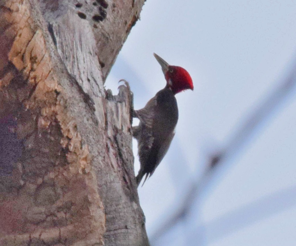 Crimson-crested Woodpecker - Olicio Junior