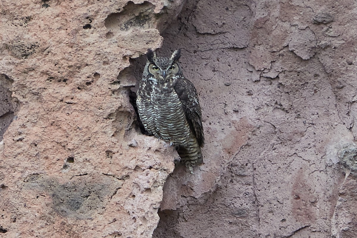 Great Horned Owl - ML233959531
