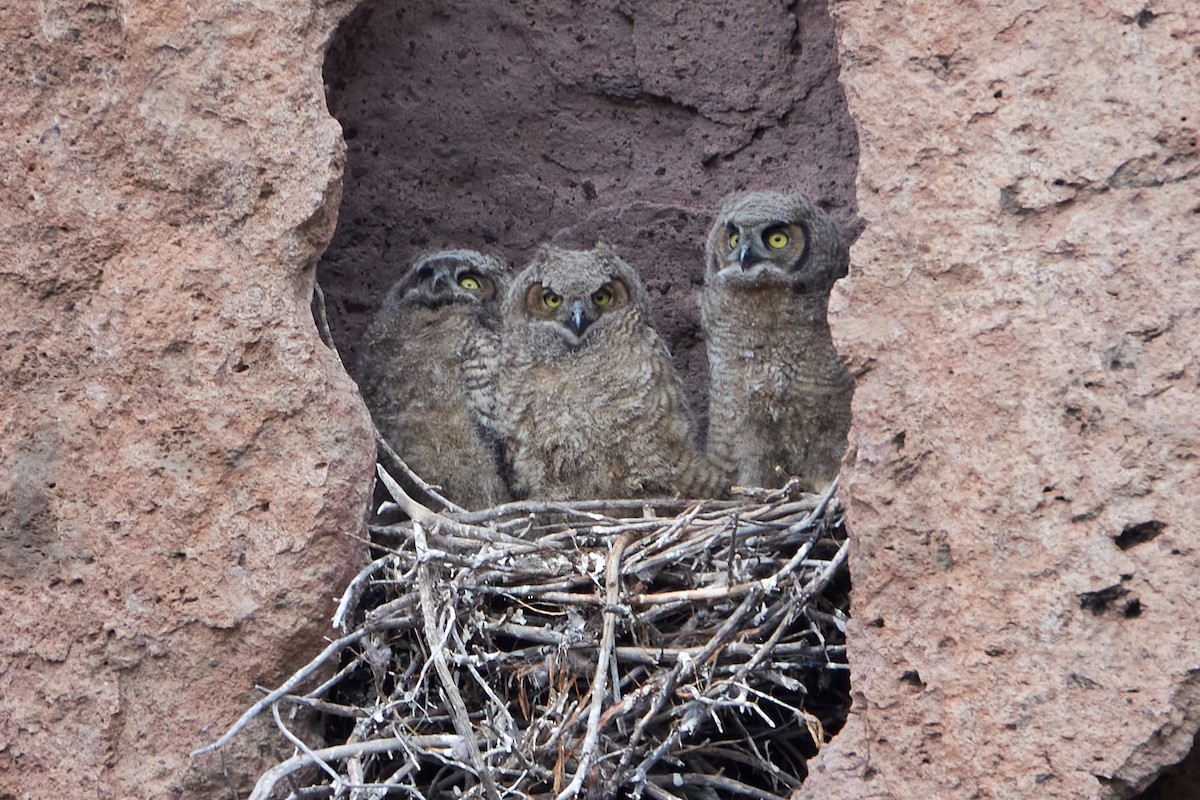 Great Horned Owl - ML233959581