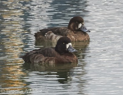Greater Scaup - ML23396331