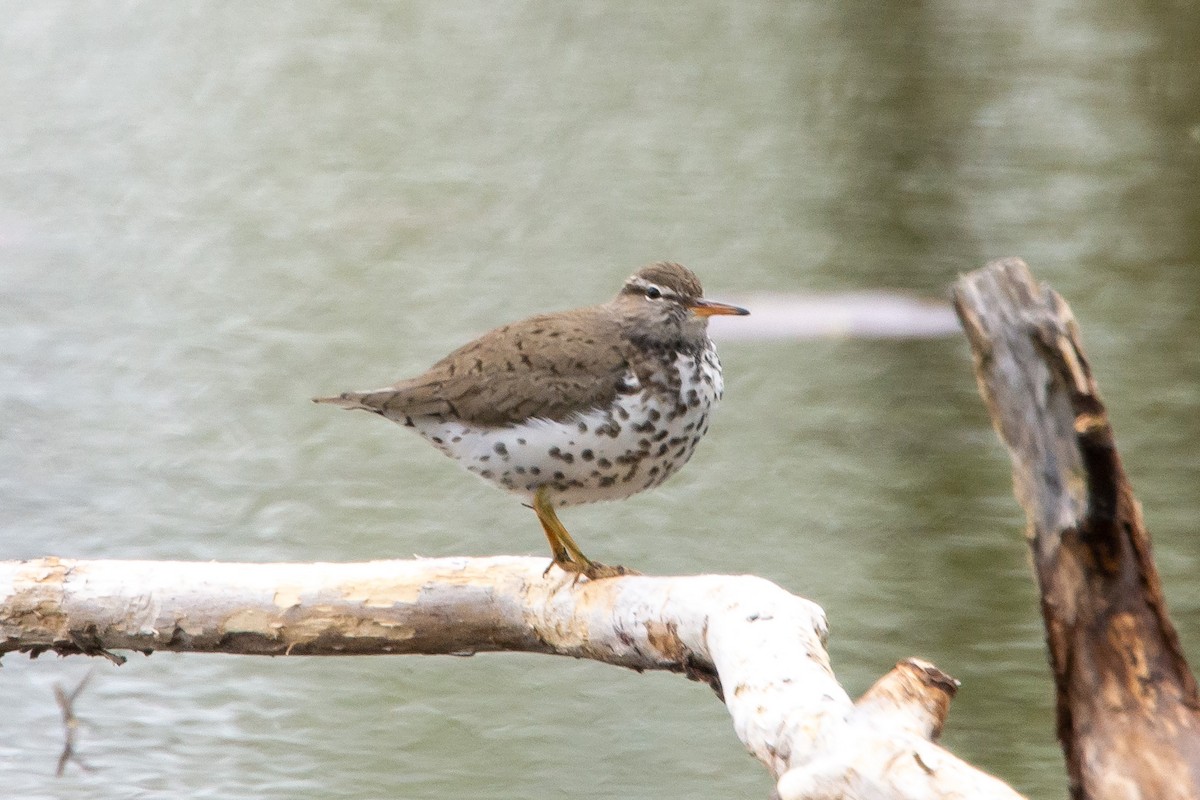 Spotted Sandpiper - Michael Nelson