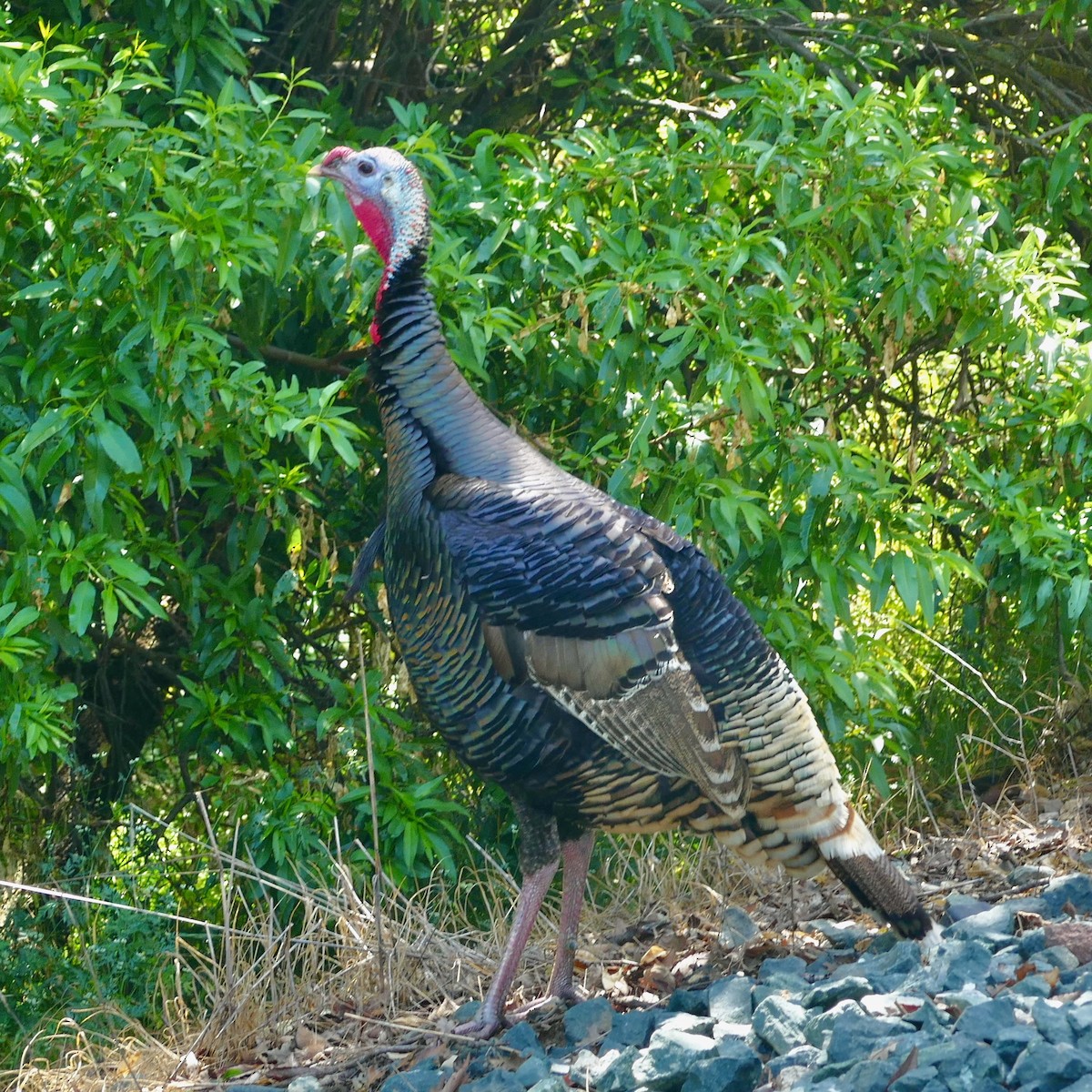 Wild Turkey - Susan Goodrich