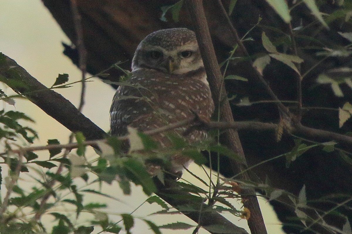 Spotted Owlet - ML233966231
